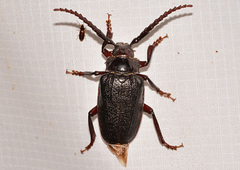 Prionus laticollis