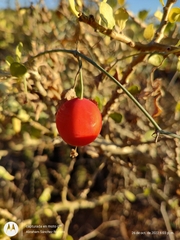 Ibervillea sonorae
