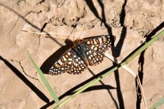 Euphydryas chalcedona klotsi