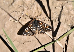Euphydryas chalcedona klotsi
