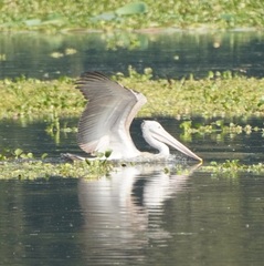 Pelecanus philippensis