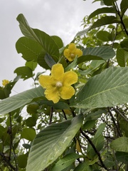 Dillenia suffruticosa