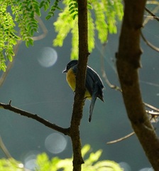 Cyornis tickelliae