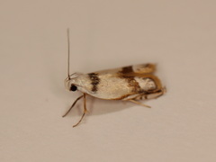 Iulactis insignis