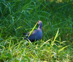 Porphyrio poliocephalus
