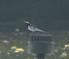 Motacilla maderaspatensis