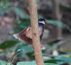 Rhipidura albogularis