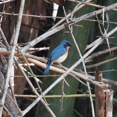 Cyornis tickelliae