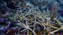 Acropora cervicornis
