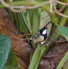Parus cinereus