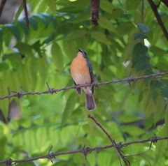 Cyornis tickelliae