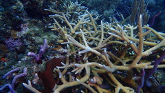 Acropora cervicornis