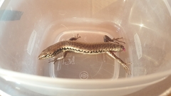 Concinnia tenuis
