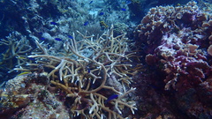 Acropora cervicornis