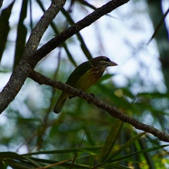 Psilopogon viridis