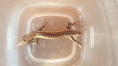 Concinnia tenuis