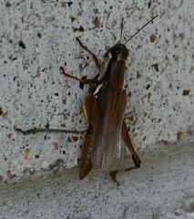 Paroxya atlantica