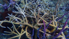 Acropora cervicornis