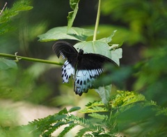 Papilio polymnestor