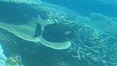 Acanthurus dussumieri