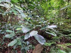 Turpinia formosana