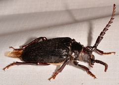 Prionus laticollis