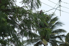 Leucaena leucocephala