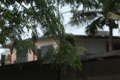 Leucaena leucocephala