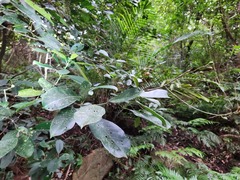 Turpinia formosana