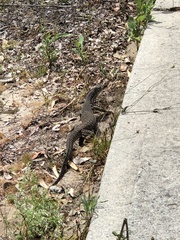 Varanus gouldii