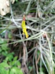 Tillandsia schiedeana