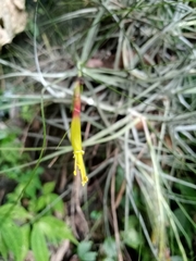 Tillandsia schiedeana