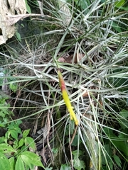 Tillandsia schiedeana