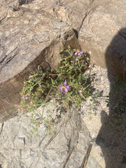 Fagonia chilensis