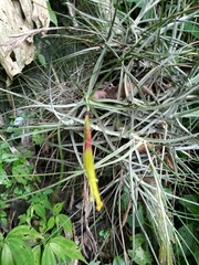 Tillandsia schiedeana
