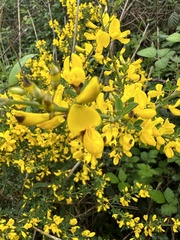 Calicotome spinosa