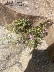 Fagonia chilensis
