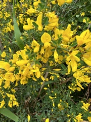 Calicotome spinosa