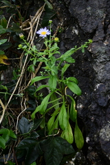 Aster hispidus