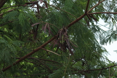 Leucaena leucocephala