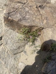 Fagonia chilensis