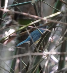 Cyornis tickelliae
