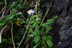 Aster hispidus