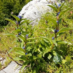 Gentiana cruciata cruciata