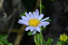 Aster hispidus