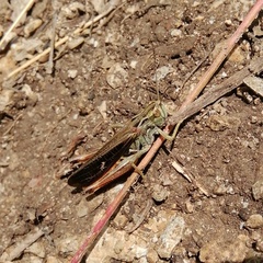 Stenobothrus rubicundulus