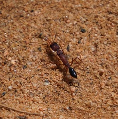 Harpegnathos saltator