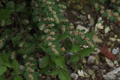 Euphorbiaceae