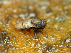 Paralimna punctipennis