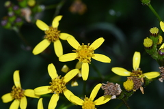 Senecio taitungensis
